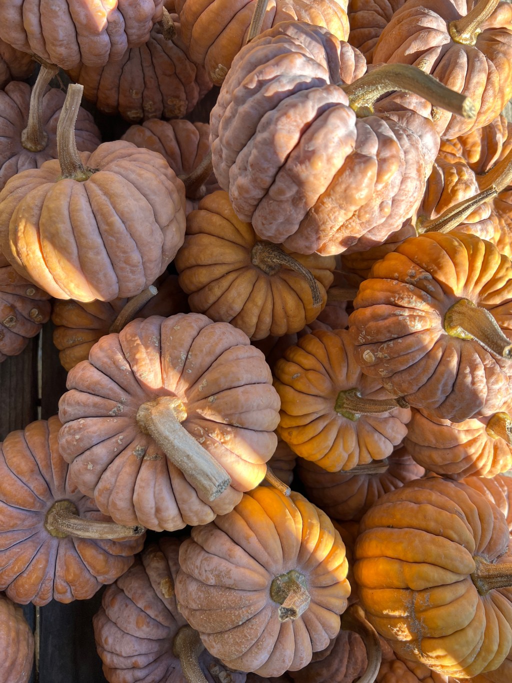 5 Ways to Embrace the Versatility of&nbsp;Pumpkins