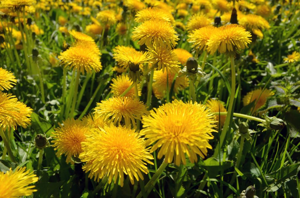 5 Ways To Use&nbsp;Dandelions