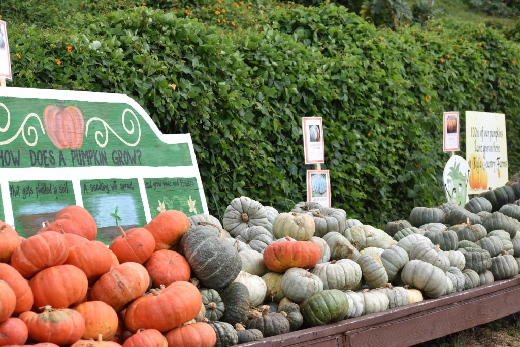 5 Frugal Ways to Use&nbsp;Pumpkin